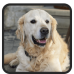 Bobby, an 11-year-old Golden Retriever, relaxed and alert — Jacob Jackson testimonial